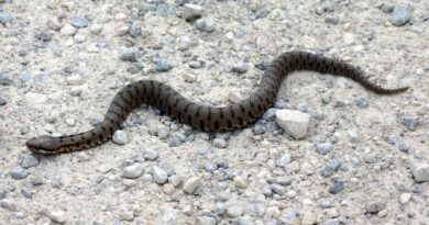 rara vipera sicilia