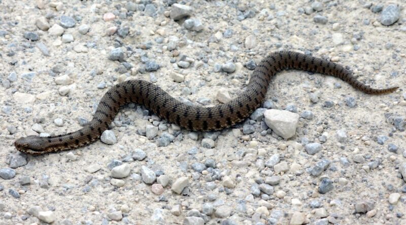 rara vipera sicilia