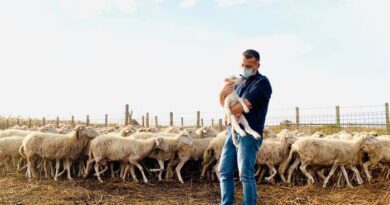 Petrosino sindaco con pecore Trapani