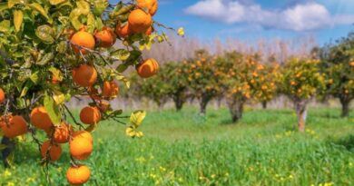 agricoltura sicilia