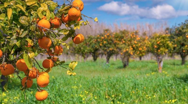 agricoltura sicilia