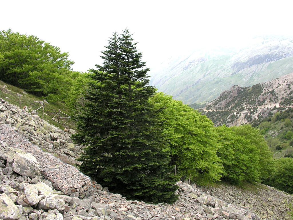 albero natale Sicilia abies nebrodensis