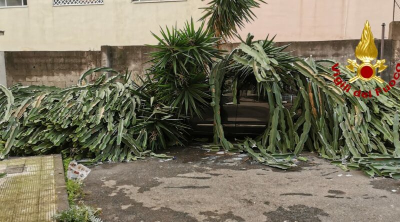 Acireale auto pianta vigili del fuoco