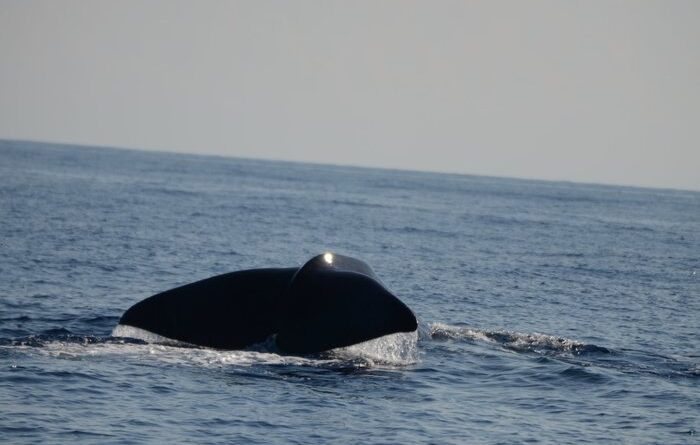 Capodogli Isole Eolie