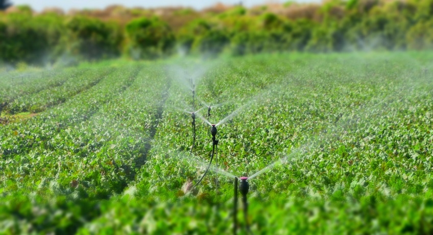 Invasi agricoltura Sicilia