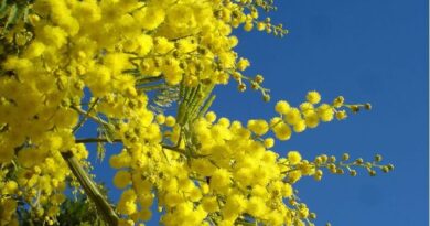 mimose sicilia caldo