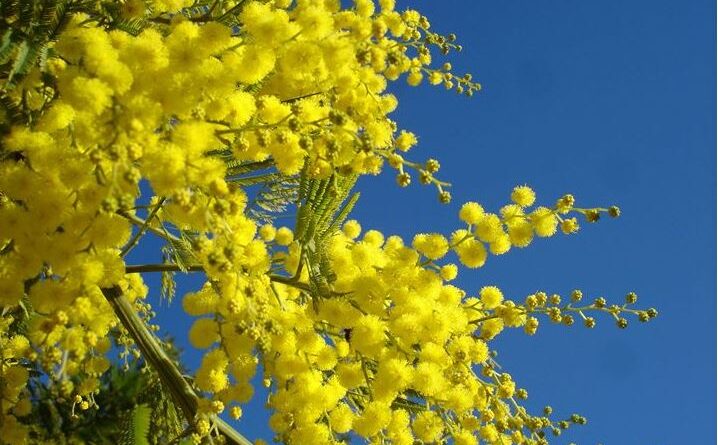 mimose sicilia caldo