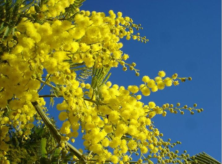 mimose sicilia caldo