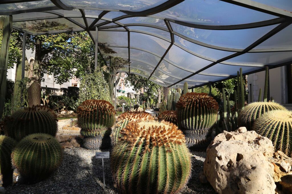 Orto botanico di Catania piante grasse