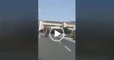 Elefante messina