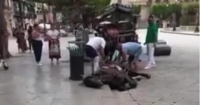 palermo cavallo morto video