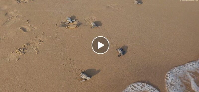 caretta caretta scala dei turchi video