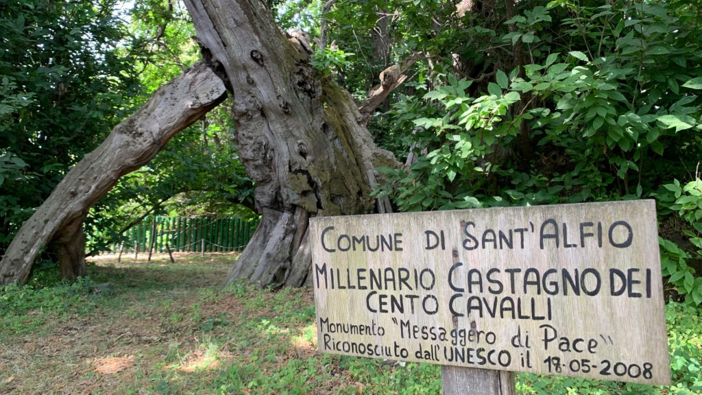 castagno 100 cavalli albero