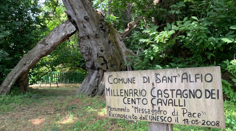 castagno 100 cavalli albero