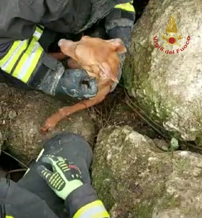 cirneco etna salvato vvf