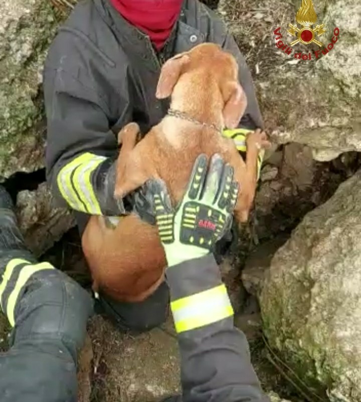cane cirneco etna salvato vvf