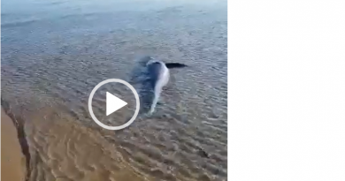 squalo partorisce in Sicilia
