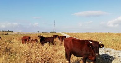 bovini mucche Modicane in estate Sicilia psr