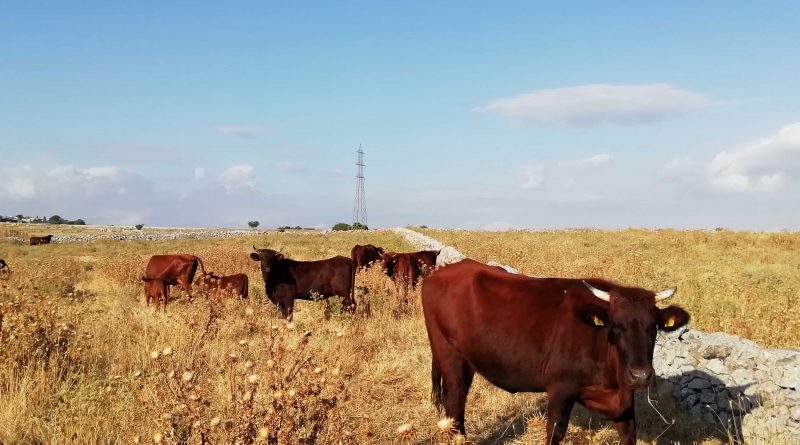 bovini mucche Modicane in estate Sicilia psr