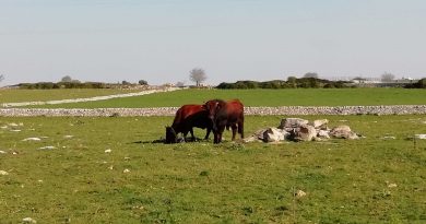 bovini mucche Modicane in primavera Sicilia