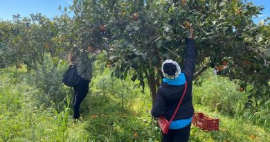 raccolta solidale arance catania