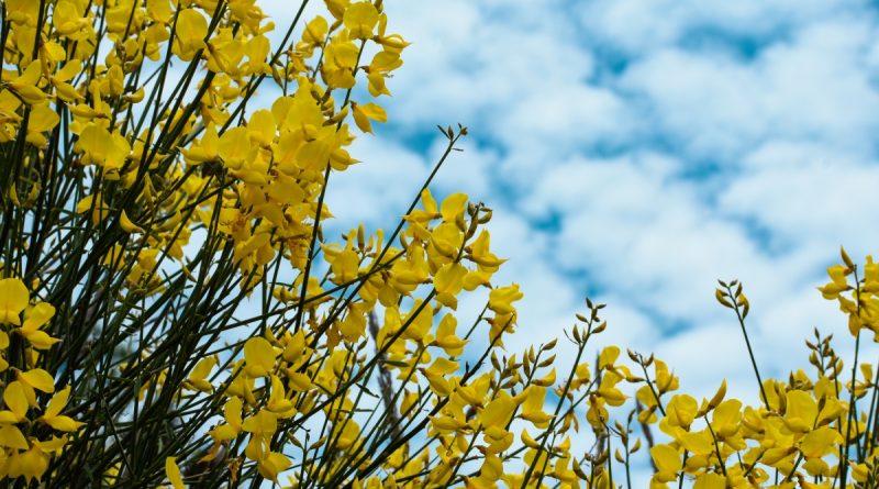 primavera fiori sicilia