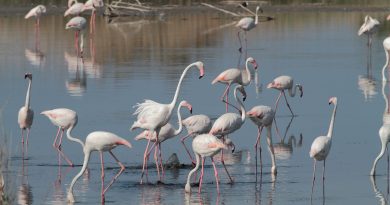 fenicotteri saline priolo