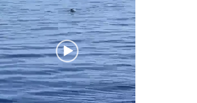 foca monaca sicilia video