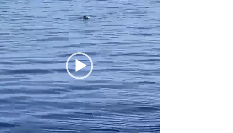 foca monaca sicilia video