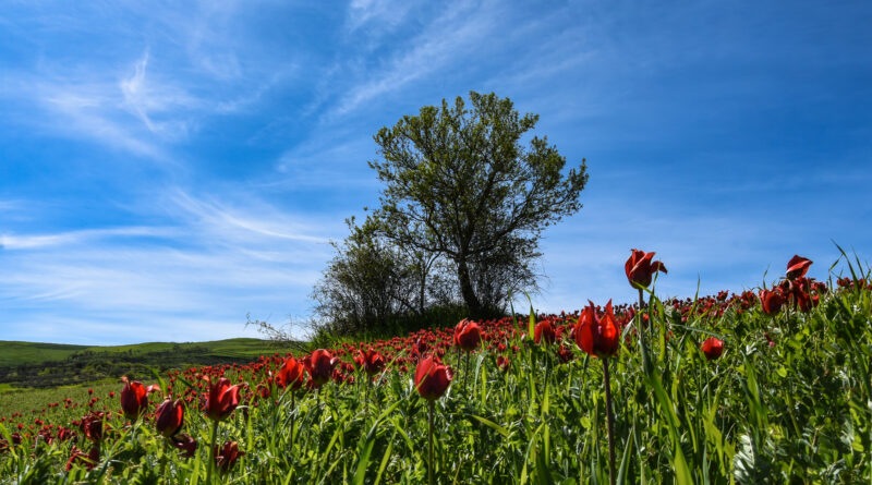 TULIPANI MADONNA DELL'OLIO BLUFI