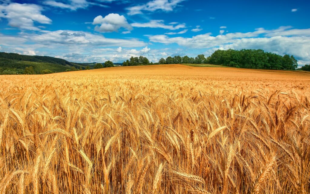 campo grano duro pasta