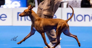 Cirneco dell’Etna World dog show