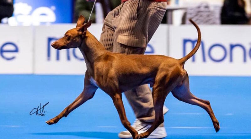 Cirneco dell’Etna World dog show