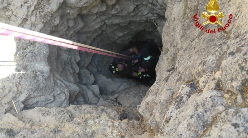 vigili del fuoco mineo cani