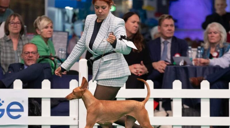 fiore cirneco etna world dog show 2024