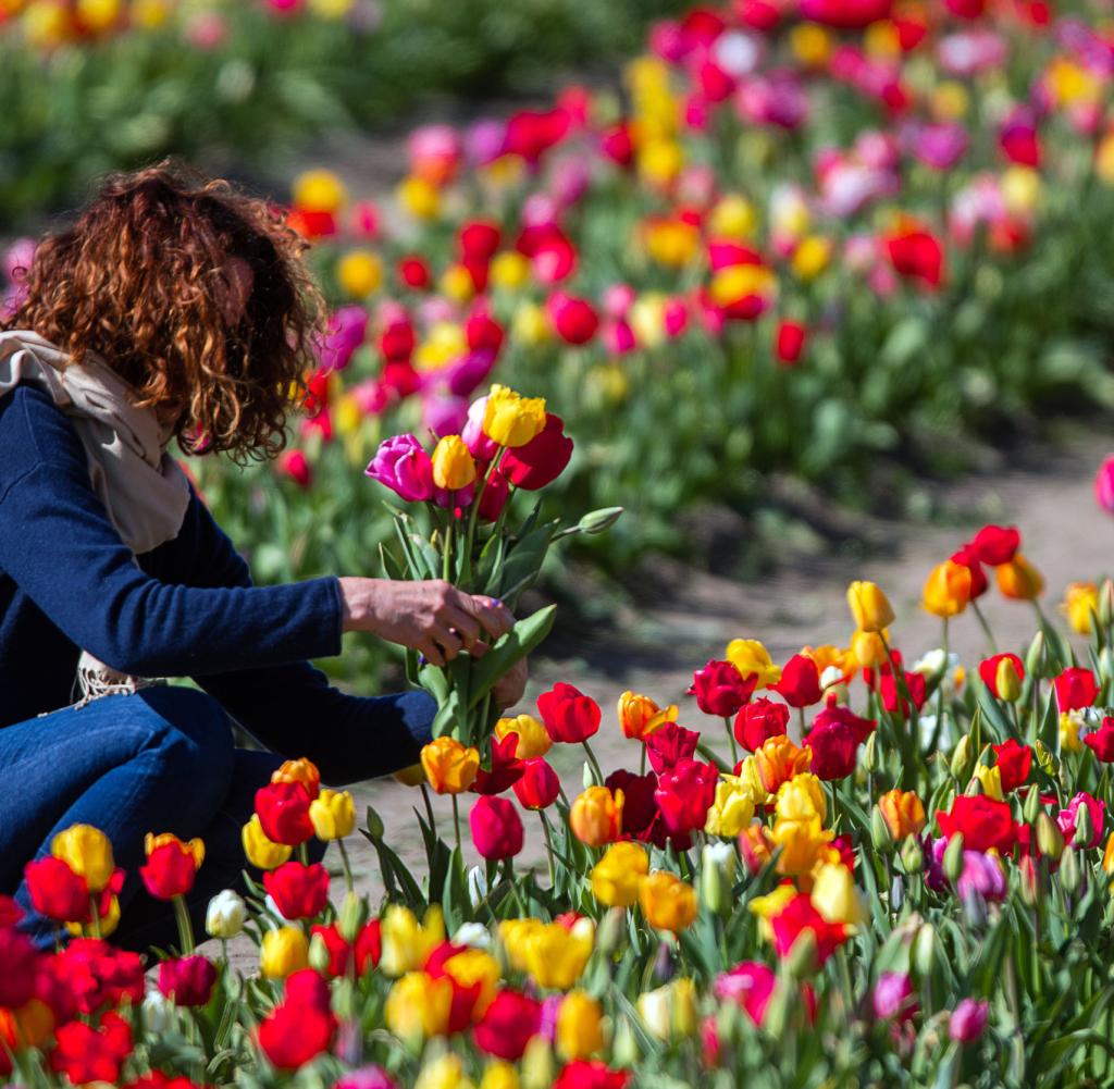 tulipark
