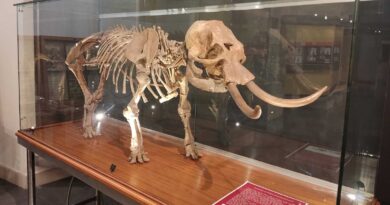 musei unict elefante nano