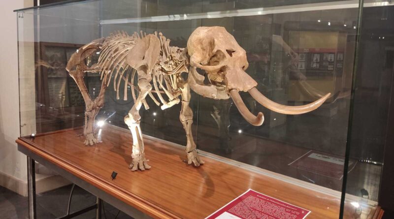 musei unict elefante nano