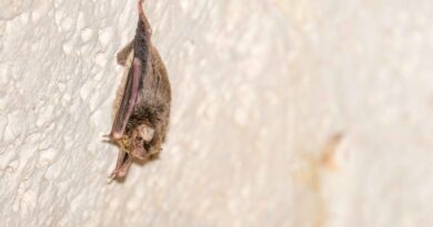 Miniopterus_maghrebensis_JSchacht pipistrello lampedusa