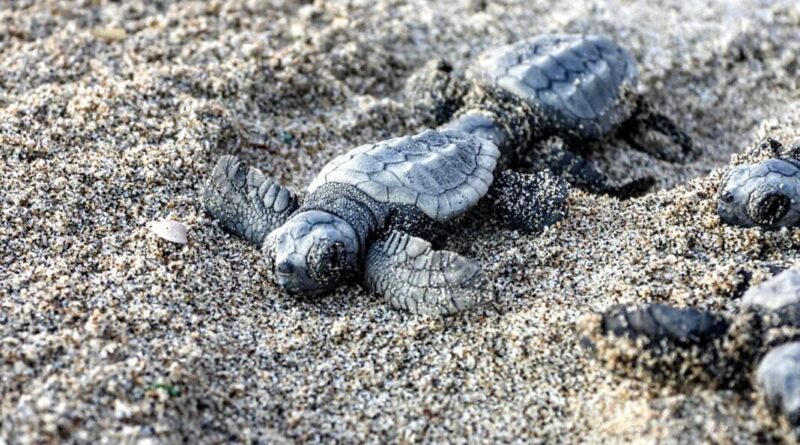 tartaruga caretta caretta sicilia